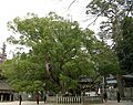 Cinnamomum camphora20050314