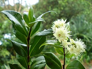 Archivo:Cinnamon myrtle flower and leaf