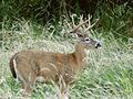 Columbian White-tailed Deer (52573281292)