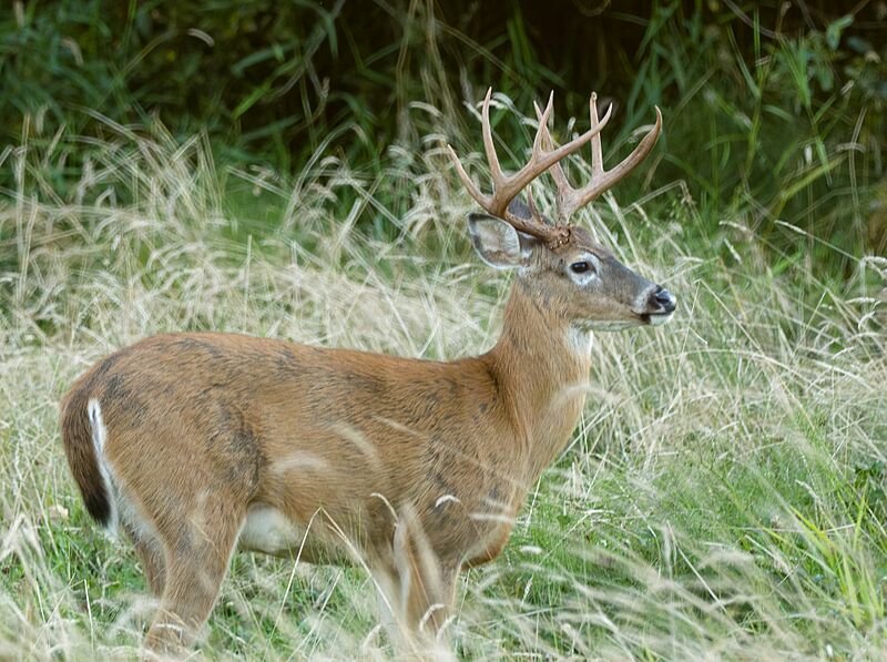 Columbian White-tailed Deer (52573281292)