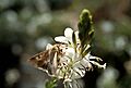 Corn earworm moth