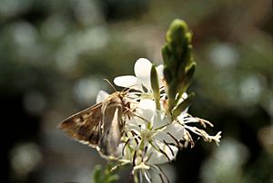 Archivo:Corn earworm moth