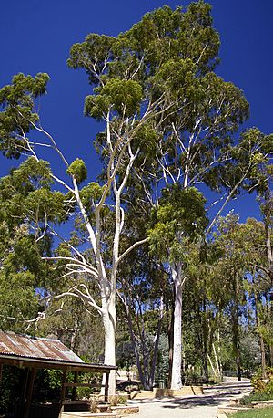 Archivo:Corymbia citriodora