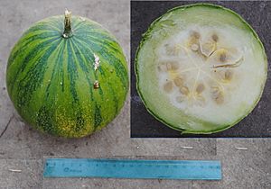 Archivo:Cucurbita ecuadorensis (Cutler & Whitaker) mature fruit 2 merged pictures
