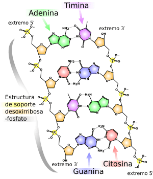 Archivo:DNA chemical structure es