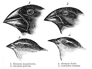 Archivo:Darwin's finches by Gould