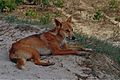 Dingo (Canis lupus dingo) (9952702134)