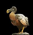 Dronte dodo Raphus cucullatus