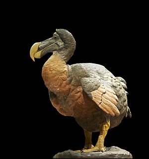 Archivo:Dronte dodo Raphus cucullatus