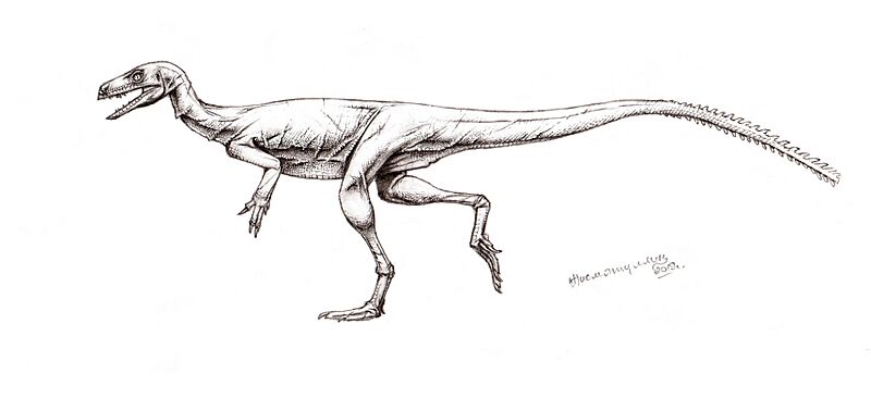 Eoraptor lunensis recon