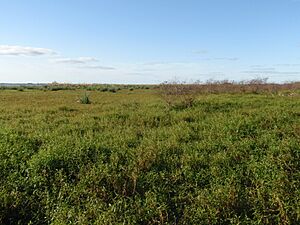Archivo:Esteros del Ibera Marshes