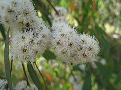 Archivo:Eucalyptus radiata flowers 2