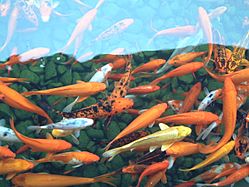 Archivo:Fish Pond - panoramio