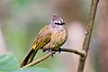 Flavescent bulbul, pycnonotus flavescens