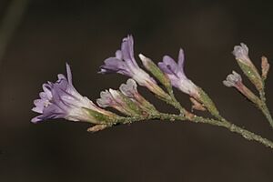 Archivo:Flor Limonium malacitanum