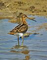 Gallinago gallinago Viladecans 1