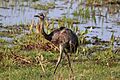 Greater rhea (Rhea americana)