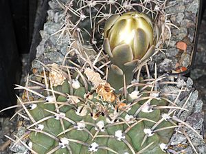 Archivo:Gymnocalycium bodenbenderianum ssp intertextum pm 1