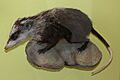 Haarigel (Echinosorex gymnura)