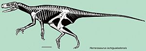 Archivo:Herrerasaurus skeletal