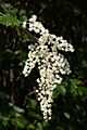 Holodiscus discolor 3007