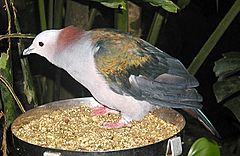 Archivo:Imperial.pigeon.750pix