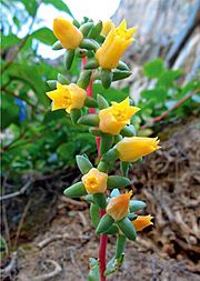 Archivo:Inflorescencia de Echeveria kieslingii