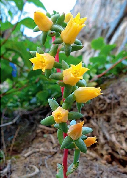 Inflorescencia de Echeveria kieslingii