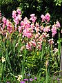 Ixia African Corn Lilies