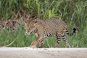 Archivo:Jaguar (Panthera onca palustris) male Three Brothers River 2