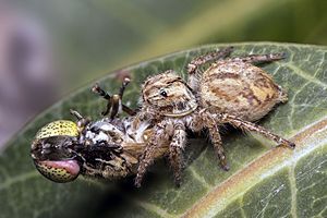 Archivo:Jumping spider kills Hoverfly (25039020961)