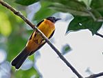 Archivo:Lanio fulvus - Fulvous Shrike-Tanager (male); Botanic Garden, Manaus, Amazonas, Brazil