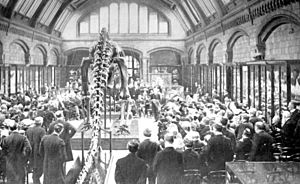 Archivo:Large holland diplodocus