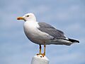 Larus michahellis LC0046