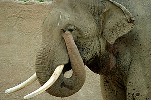 Archivo:Lightmatter elephanttrunk
