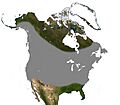 Little Brown Bat North America Range