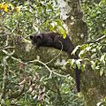 MG 1528 Brown Palm Civet Paradoxurus jerdoni Neelakandan Madavana aka Anil