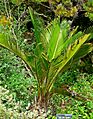 Macrozamia riedlei 1