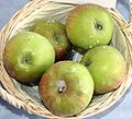 Malus-Suntan