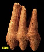 Mammut Tooth Side View Pleistocene Ohio