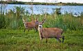 Marsh Deer, Esteros Del Ibera, Corrientes, Argentina, 3rd. Jan. 2011 - Flickr - PhillipC (1).jpg