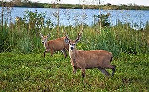 Archivo:Marsh Deer, Esteros Del Ibera, Corrientes, Argentina, 3rd. Jan. 2011 - Flickr - PhillipC (1)