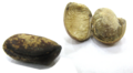 Monodora myristica seeds.png
