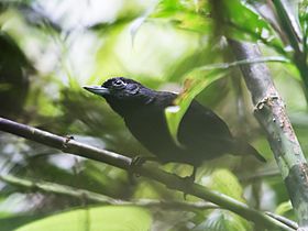 Neoctantes niger - Black Bushbird - male (cropped).jpg
