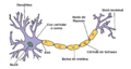 Neurona wiki cat