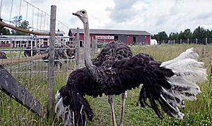 Archivo:Nurmijärvi ostrich farm