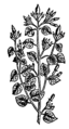 Ololiuhqui Rivea corymbosa 1651