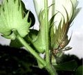 Organic-agriculture biocontrol-cotton polistes-wasp3