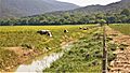 Parco naturale della Maremma, Uccellina - Vacche al Pascolo