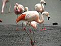 Phoenicopterus chilensis (foto toradji uraoka)